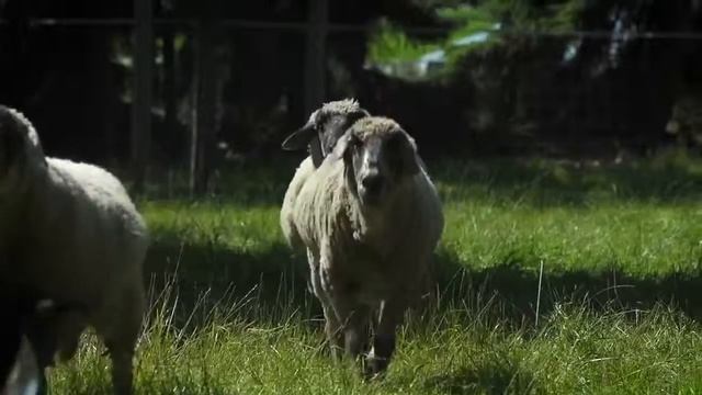 веселая немецкая песенка для хорошего настроения смотреть онлайн