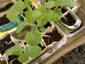 РАССАДА ОГУРЦОВ ВЫТЯНУЛАСЬ. САЖАЕМ В ТЕПЛИЦУ. ЧТО КЛАДЕМ В ЛУНКИ?