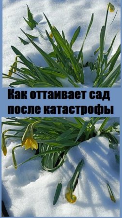 Сады и огороды Пермского края начинают очищаться от снега после катастрофы