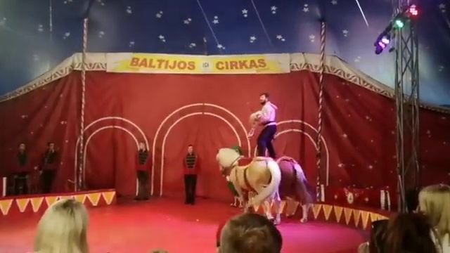 Балтийский цирк - номер акробатики на лошадях! смотреть онлайн