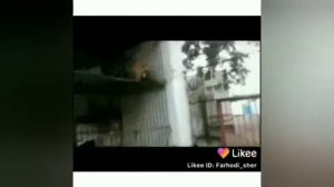 лев рычит Аллах