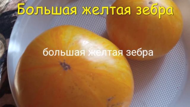 Часть 1 КАТАЛОГА ТОМАТОВ 2022-2023 г. г. Киров. Ватсап тел. 89229284031