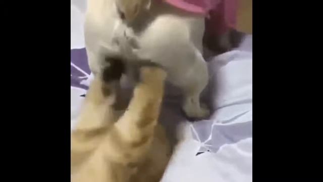 Смешные и короткие приколы 2017 года! VIDEOMEGA RU смотреть онлайн