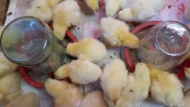 Запоминаем и применяем! Как ухаживать за цыплятами бройлерами с 1 до 10 дня. смотреть онлайн