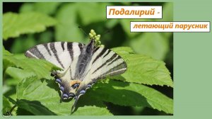 Прекрасная бабочка подалирий - летающий парусник. Апрель 2024-25