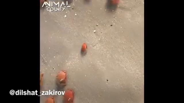 Уйгурский прикол смотреть онлайн