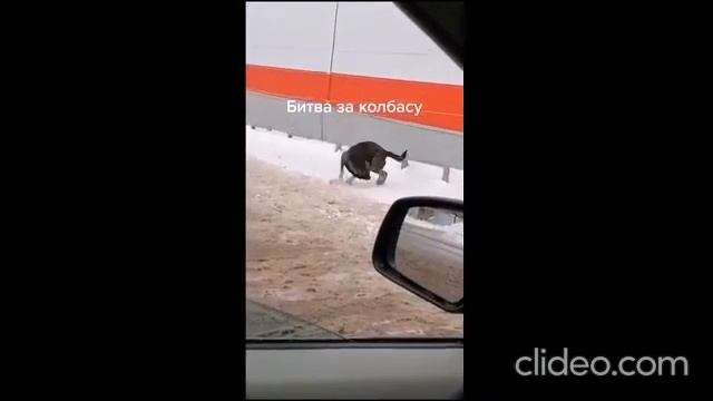 Прикольное видео про животных😺#2021