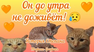 😻"Он до утра не доживёт"😥