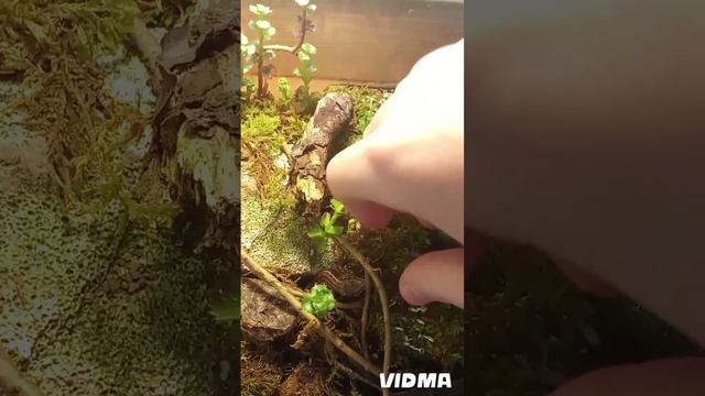 мои ящерицы