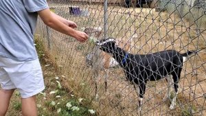 СМЕШНЫЕ КОЗЫ