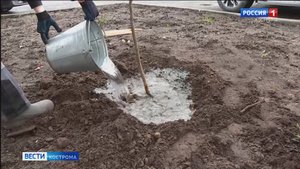 Маньчжурский орех составит компанию липам и рябинам в Костроме