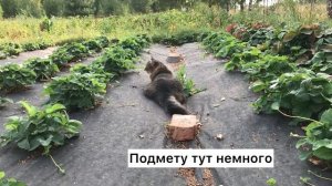 Домашний кот в деревне| Кот начальник и его двуногие рабы Приколы с котами Смешные видео с животным