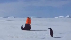 Пингвин атакует