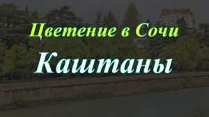 Цветение в Сочи. Каштаны