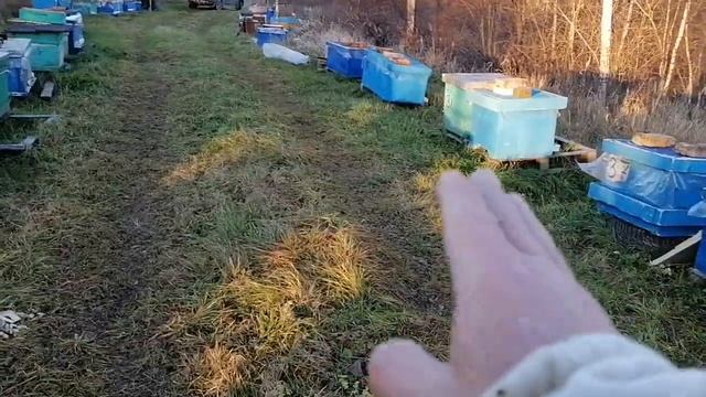 Пасека в болоте 1 ноября! смотреть онлайн