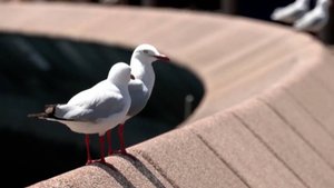 Необычный конкурс: в Бельгии выбрали самых виртуозных исполнителей крика чаек