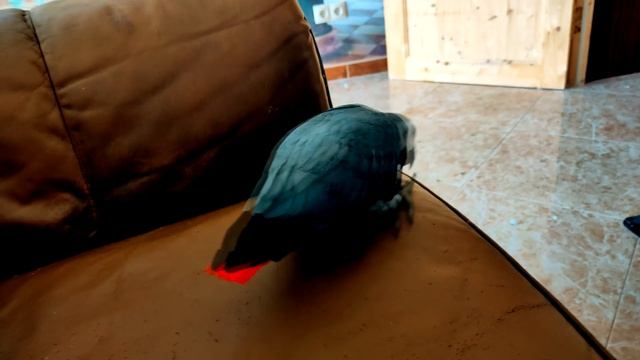 ✅СПЕЛ СВОЕМУ ПОПУГАЮ и ПОЖАЛЕЛ 🤣 ОДИН ДЕНЬ ИЗ ЖИЗНИ ГОВОРЯЩЕГО ПОПУГАЯ 🐦 ЖАКО ПЕТРУНЯ смотреть онлайн