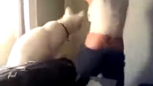 Юмор. У кота сдают нервы. смотреть онлайн