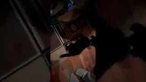 Пьяная собака