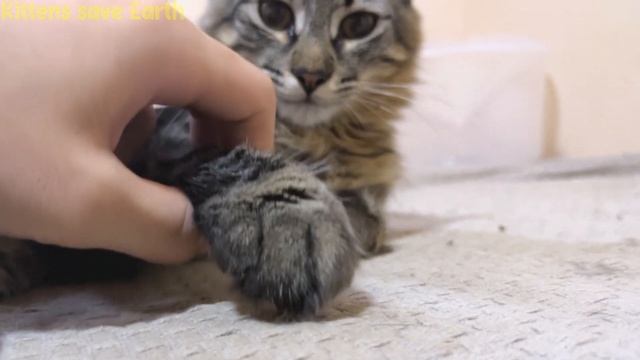 Cutest Kittens Let Me Touch Their Paw Pads? смотреть онлайн