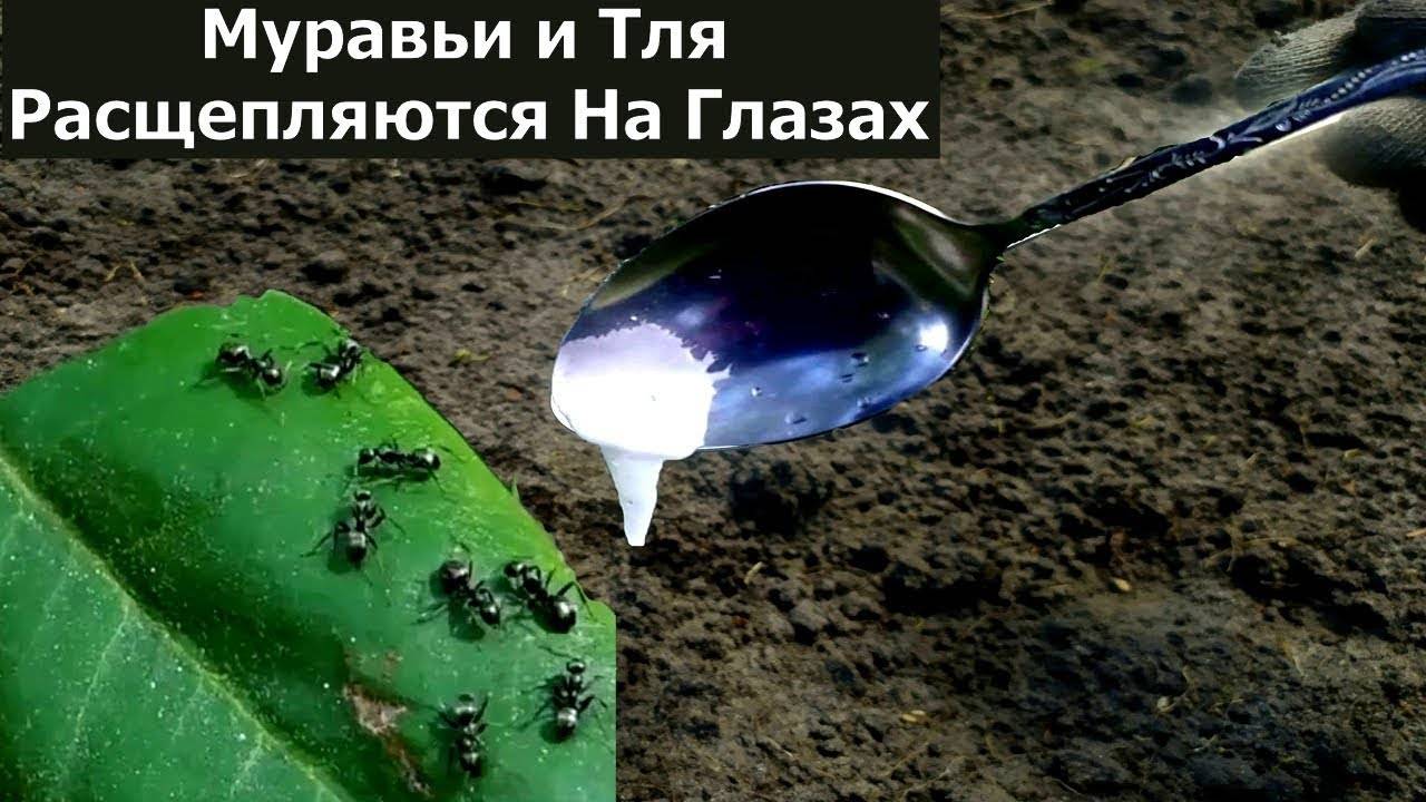 Как быстро избавиться от муравьев и Тли в огороде? Самое эффективное средство от муравьев и Тли ?