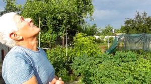 В Гостях у Анатолия Анатольевича. СЕКРЕТЫ паровки и ОТБОР по лётным качествам голубей / 1-я часть