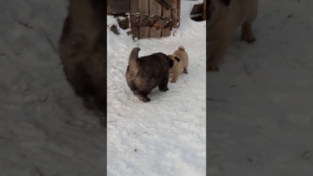 Малыши питомника,наше будущее! смотреть онлайн