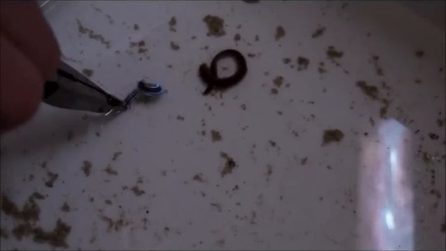 Marine-worm glowing (Fireworm) смотреть онлайн