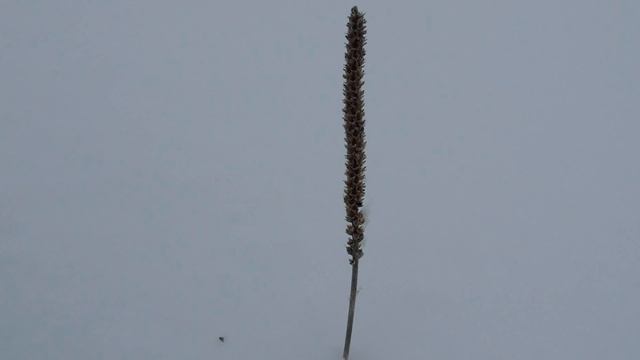 Ихьви 2014 смотреть онлайн