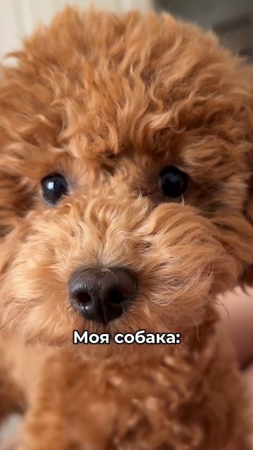 Все собаки  одинаковые?)) 
#пудель #тойпудель  #poodle #maltipoo #pets #питомцы