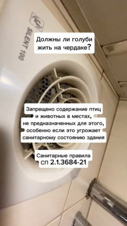 Должны ли голуби жить на чердаке?