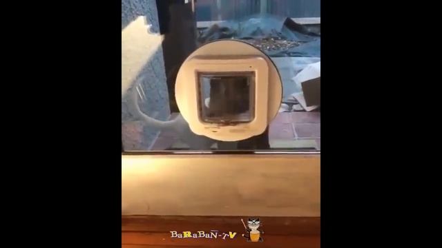 Фантастически смешные кошки! Подборка приколов с котами, кошками и котятами