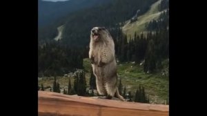 Сурок кричит!