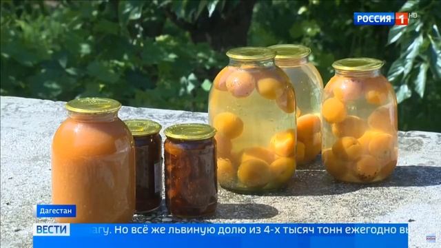 В Дагестане в разгаре сезон сбора абрикосов