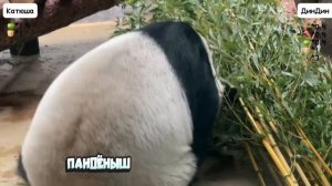(Архив) Кто найдёт больше вкусняшек - Диндин или Катюша? 😉