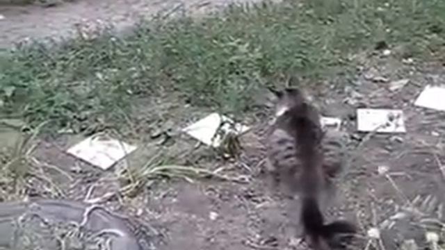 Смелая крыса гоняет кота. Канал улыбок. Приколы с животными.