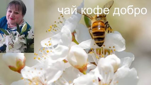 Стрим+Бот ,знакомство общение смотреть онлайн