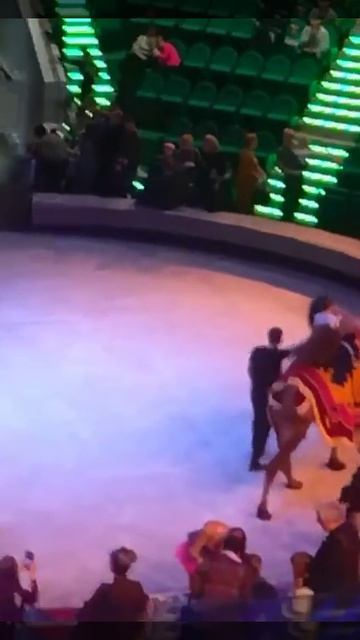 5. Илюшка первый раз в цирке.  25.11.2018