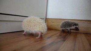FUNNY HEDGEHOG / ЁЖИКИ (прикол) 87