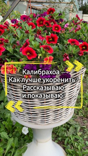 Калибрахоа — как лучше укоренить? Рассказываю и показываю✅