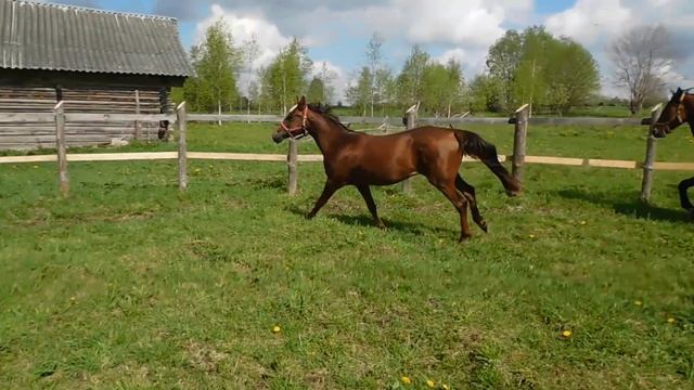 Михей и Блоссом смотреть онлайн