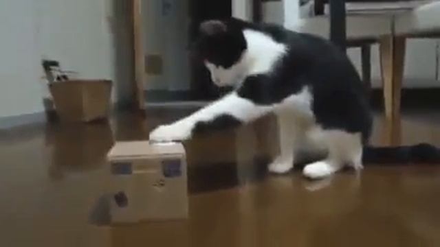 Прикольное видео с кошками
