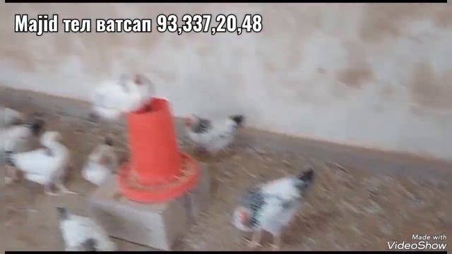 Чучаи рябушка фуруши 2-моха Маjid даставка бепул ба тамоми Шахру ва Нохияхо смотреть онлайн