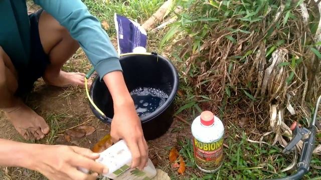 Cara Hemat Mengatasi Kutu Kebul Dan Trips