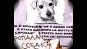 ПРОПАЛА СОБАКА