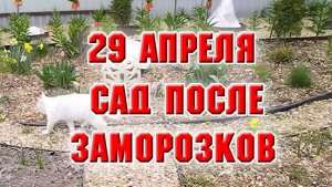 29 апреля. Сад после морозов