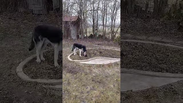 ВЕО Валентлайф Шэльдарион, 8,5 мес., Помощник растет.