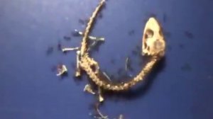 Муравьи сожрали ящерицу