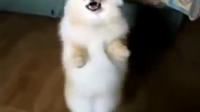 Прикольно танцует смотреть онлайн