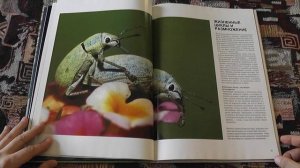 "Насекомые. мир природы" (Пол Стерри, 1997)